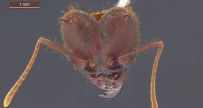 Ảnh kỹ thuật số chất lượng cao