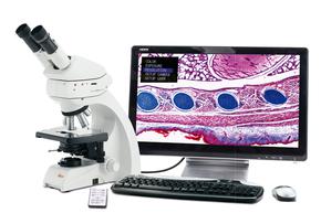 Hoạt động độc lập