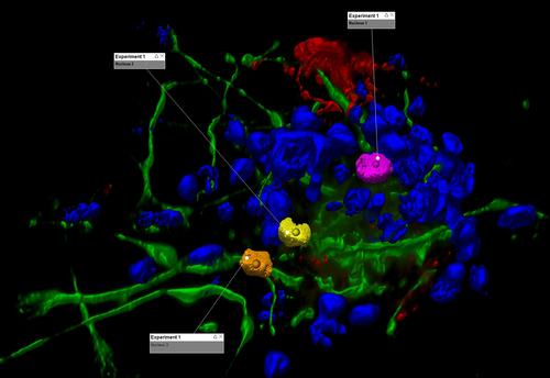Phần mềm hiển Leica LAS X 3D Analasys