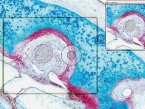 Tương thích với Leica LAS