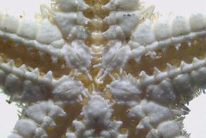 Thấy nhiều hơn với máy ảnh 5.0 CMOS megapixel