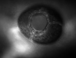 Leica PLAN APO 2.0x CORR