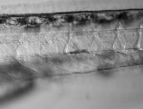 Leica PLAN APO 2.Ox CORR