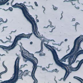 Tính năng phóng to kỹ thuật số tích hợp