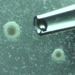 Ảnh trực tuyến nhanh