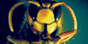 Camera CMOS 3Mp tích hợp