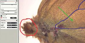 Tương thích với LAS