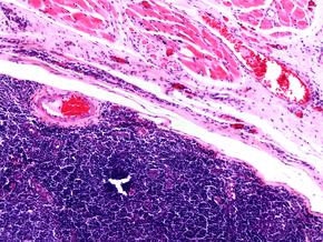 Chất lượng ảnh vượt trội với hệ thống chiếu sáng LED