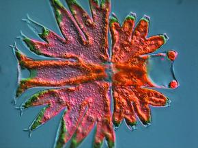 Chất lượng ảnh xuất sắc