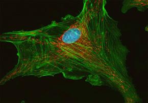 Ảnh rực rỡ và độ tương phản cao