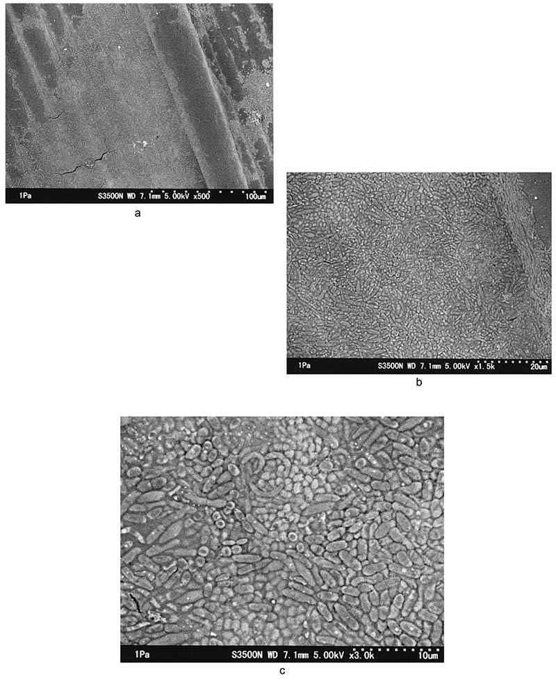 Hình 1  Vi sinh trên thân của củ cải (chưa rửa) 