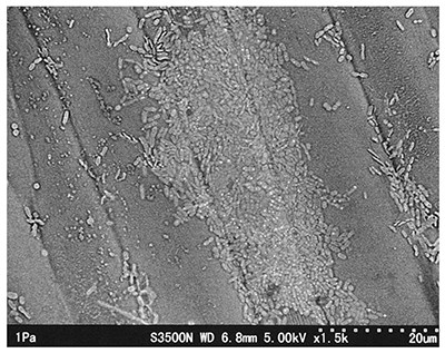 Hình 2  Vi sinh dính trên thân của củ cải ( rửa bằng nước máy)