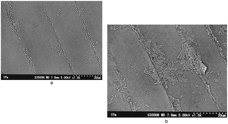 Vi sinh dính trên than của củ cải (Nhúng trong dung dịch có thành phần chính là axit fumaric và rửa bằng nước máy)