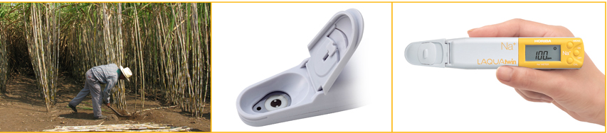 Độ mặn của đất và ảnh hưởng đến năng suất mía đường