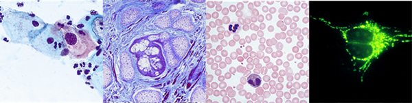 Giới thiệu chung