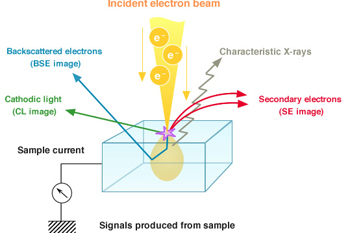Giới thiệu về kính hiển vi điện tử quét (SEM)