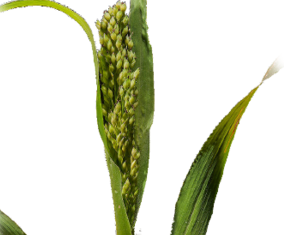 Xác định nồng độ Nitrat trong Cỏ Sudan và Kê lai