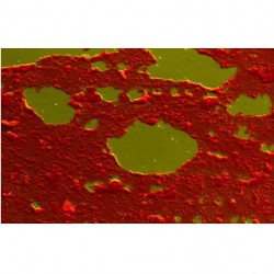 Đầu dò phổ tán xạ năng lượng tia X AZtecLiveLite + Xplore (SEM)