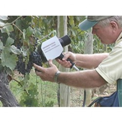 Công nghiệp rượu vang